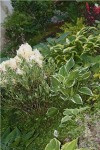 a5f99cbb-IMG_7181 vrt.jpg